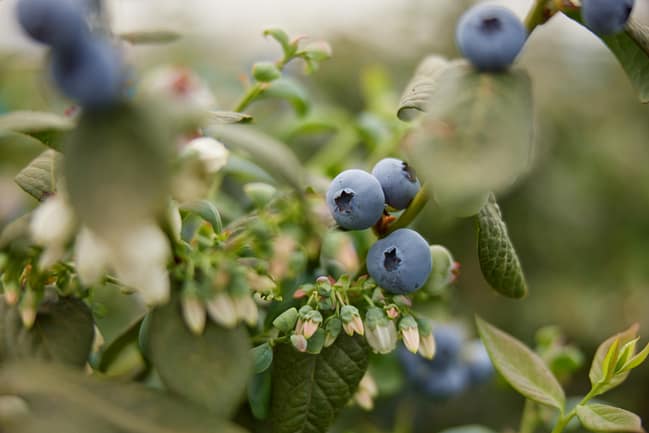A close-up of a blueberry plant showcasing ripe blueberries and small white flowers.